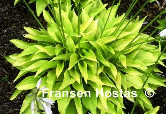 Hosta Rocket City